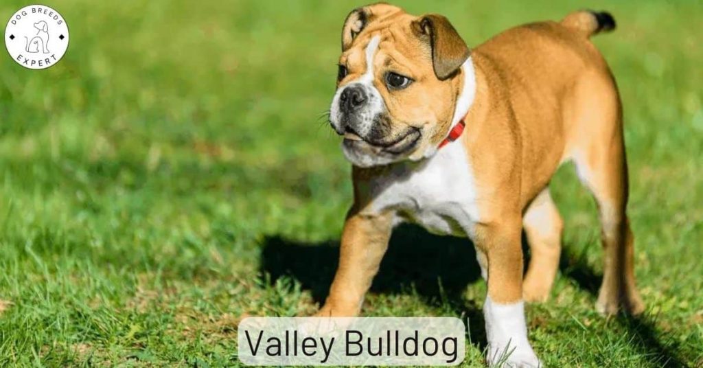 Valley Bulldog