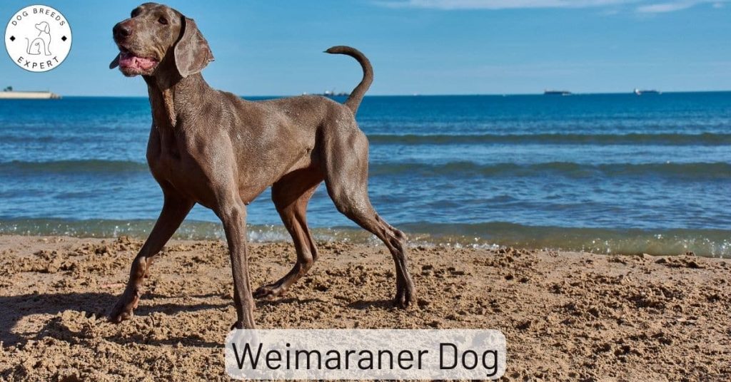 Weimaraner Dog