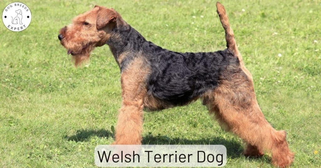 Welsh Terrier Dog