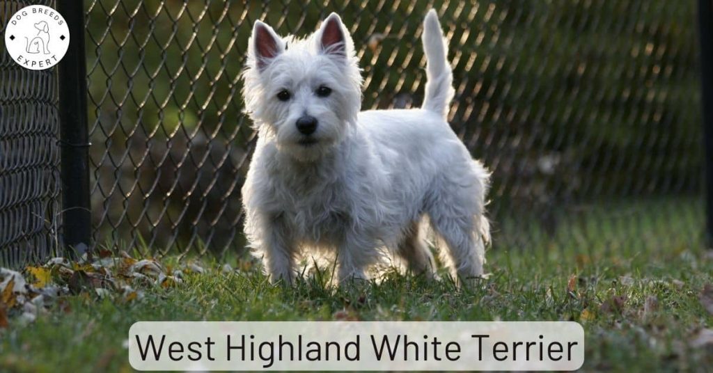West Highland White Terrier