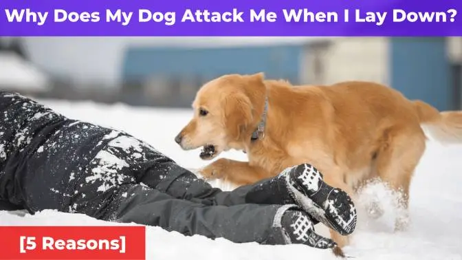 Why Does My Dog Attack Me When I Lay Down? [5 Reasons]