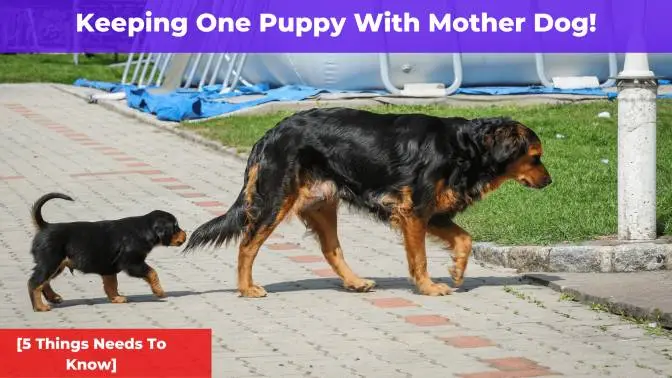 Keeping One Puppy With Mother Dog [5 Things You Need To Know]