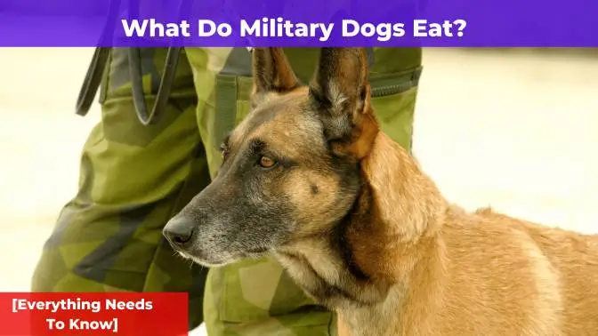 What Do Military Dogs Eat? [Everything You Need To Know]