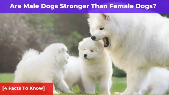 Are Male Dogs Stronger Than Female Dogs? [4 Facts To Know]