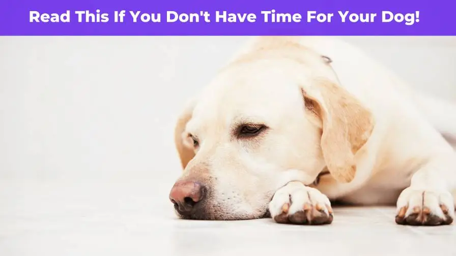 Read This If You Don’t Have Time For Your Dog