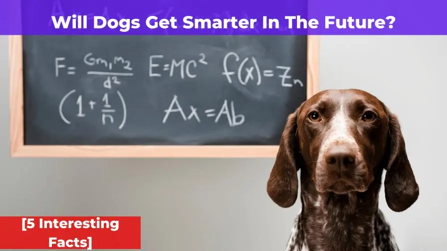 Will Dogs Get Smarter In The Future? [5 Interesting Facts]