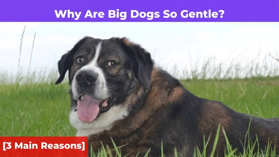 Why Are Big Dogs So Gentle? [3 Main Reasons]