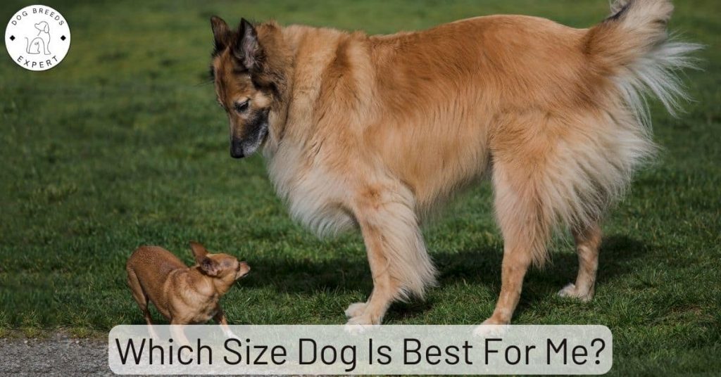 Which Size Dog Is Best For Me