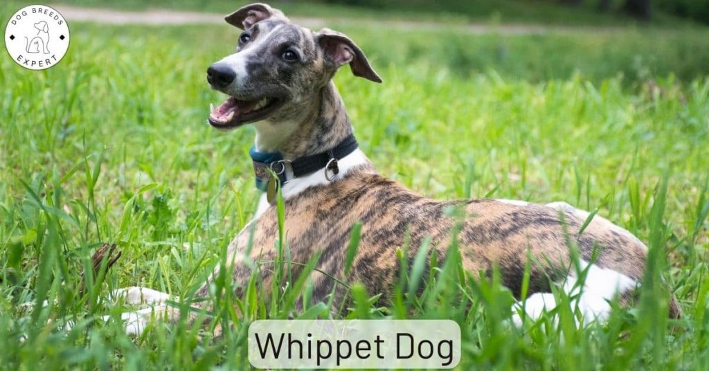 Whippet Dog