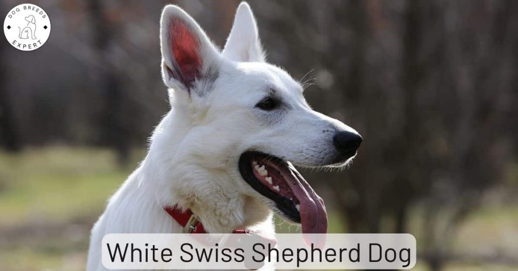 White Swiss Shepherd Dog