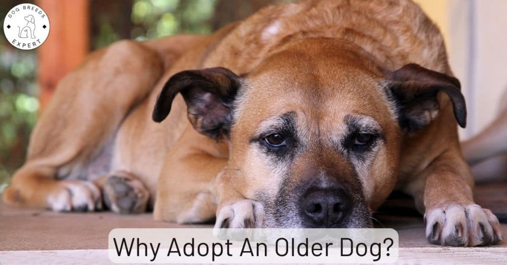 Why Adopt An Older Dog