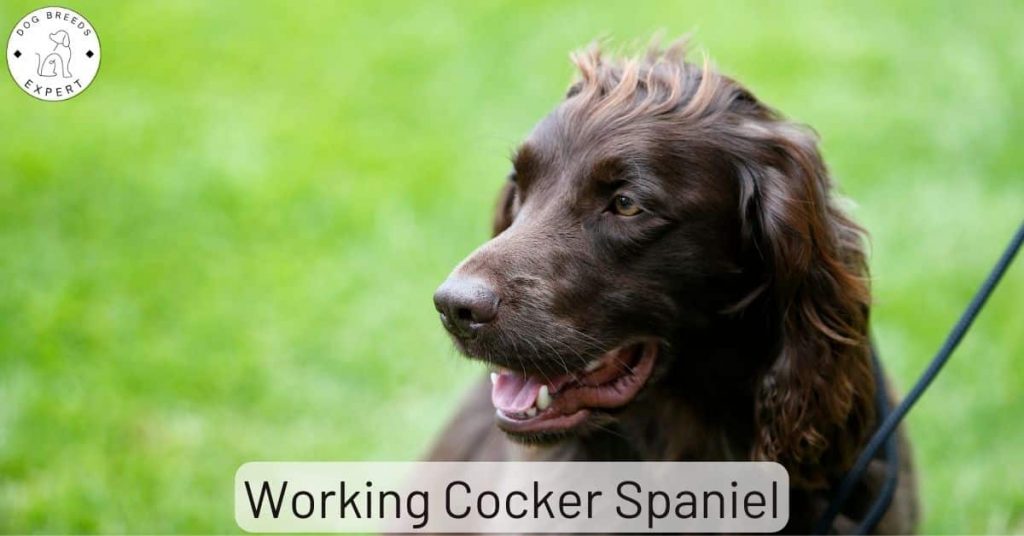 Working Cocker Spaniel
