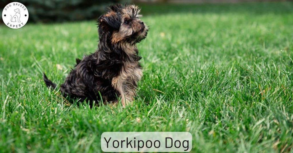 Yorkipoo Dog