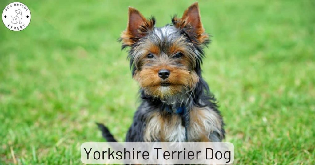Yorkshire Terrier Dog