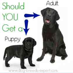 Choosing the right breed dog
