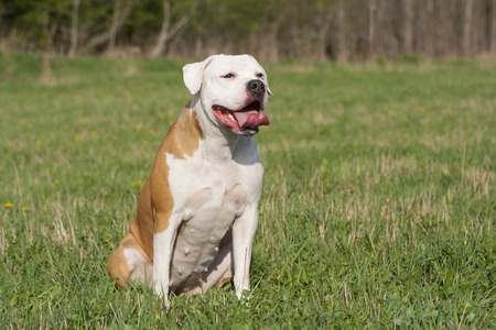 An American Bulldog sitting down in a grass field An American Bulldog sitting down in a grass field