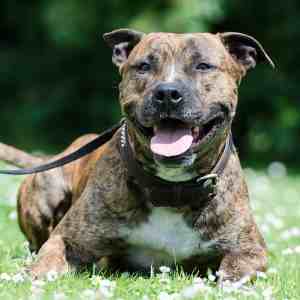 An American Staffordshire Terrier lying down, close up to the camera An American Staffordshire Terrier lying down, close up to the camera