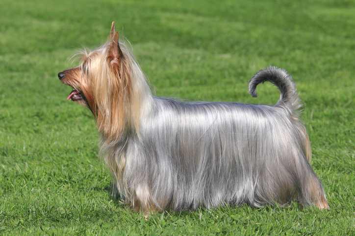 An Australian Silky Terrier standing sideways to the camera, on grass on a sunny day Typical Australian Silky Terrier in the spring garden
