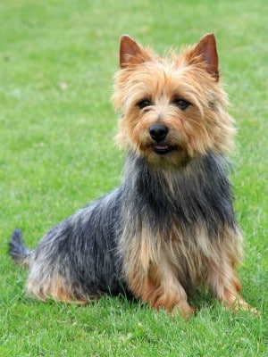 An Australian Terrier sitting down on grass
