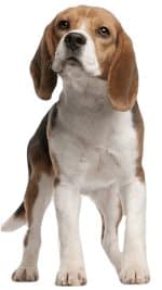 A Beagle puppy standing up looking happy, against a white background.