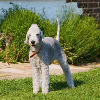 A Bedlington Terrier standing in the sun in a domestic garden