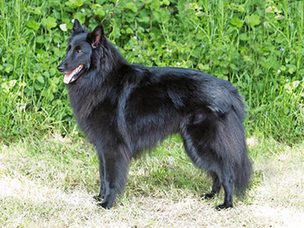 A black Belgian Groenendael dog standing by a green hedge, in the sunshine.