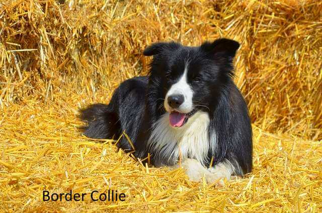 Border Collie: One of the Active Dog Breeds for Open Spaces