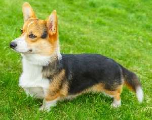 A Cardigan welsh corgi standing on grass, looking up to the left.