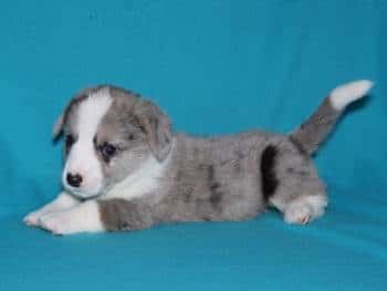 A grey and white Cardigan Welsh Corgi Puppy lying down on a blue background