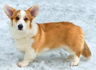 A Cardigan Welsh Corgi standing on snow, against a white background.