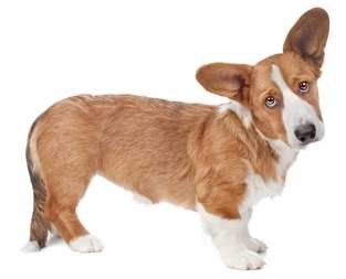 A Cardigan Welsh Corgi standing sideways to the camera, with its head tilted, against a white background.