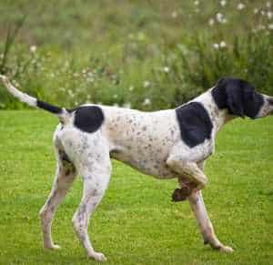 An English Pointer holding a point while standing on grass