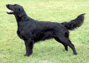 A black Flat Coated Retriever standing on grass