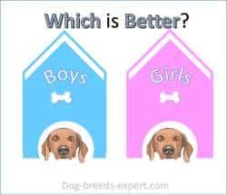 Choosing the right breed dog