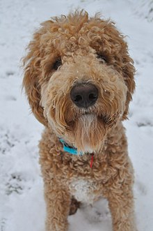 Hybrid dog breeds Hybrid dog breeds
