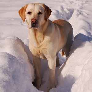 A yellow Labrador Retriever standing in a snow channel