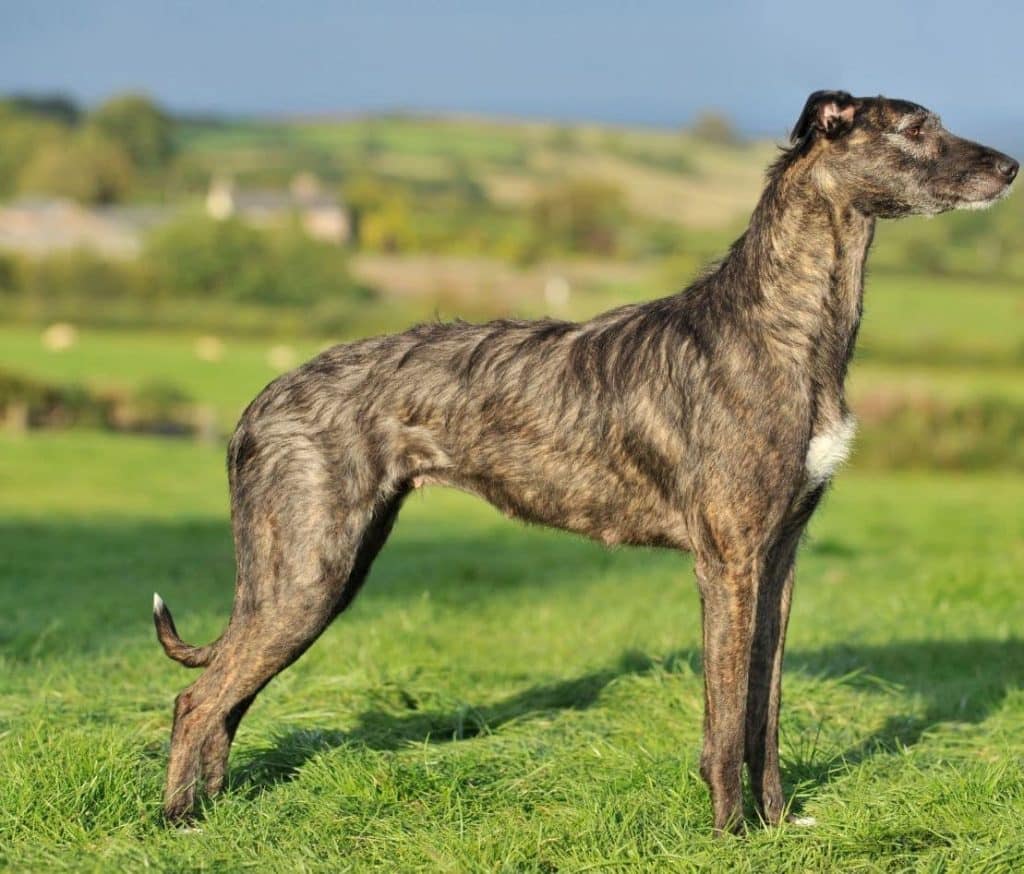 British dog breeds