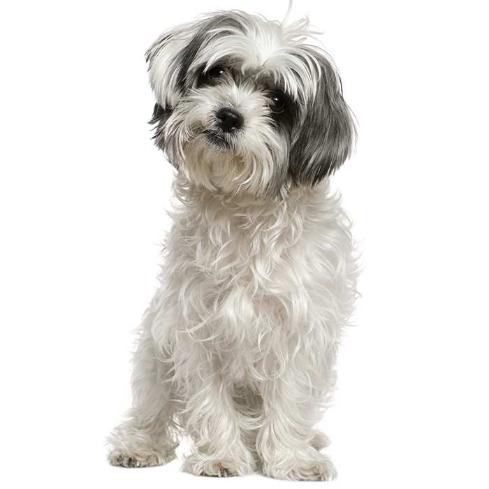 Hybrid dog breeds Hybrid dog breeds