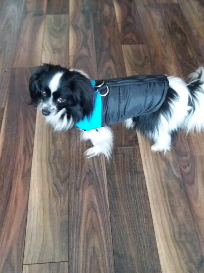 Papillon Dog Breed