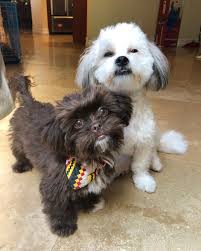 Hybrid dog breeds Hybrid dog breeds