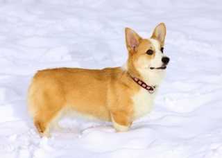 A Pembroke Welsh Corgi against a white background