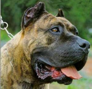The head of a Perro de Presa Canario dog in close up. The head of a Perro de Presa Canario dog in close up.