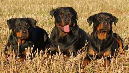 Three Rottweiler dogs lying down in a field of straw, facing the camera Three Rottweiler dogs lying down in a field of straw, facing the camera