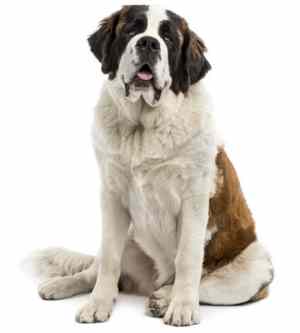 A Saint Bernard sitting down facing the camera, against a white background