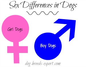 Boy or Girl Dog: Choose the Correct Gender For You Boy or Girl Dog graphic: Choose the Correct Gender For You