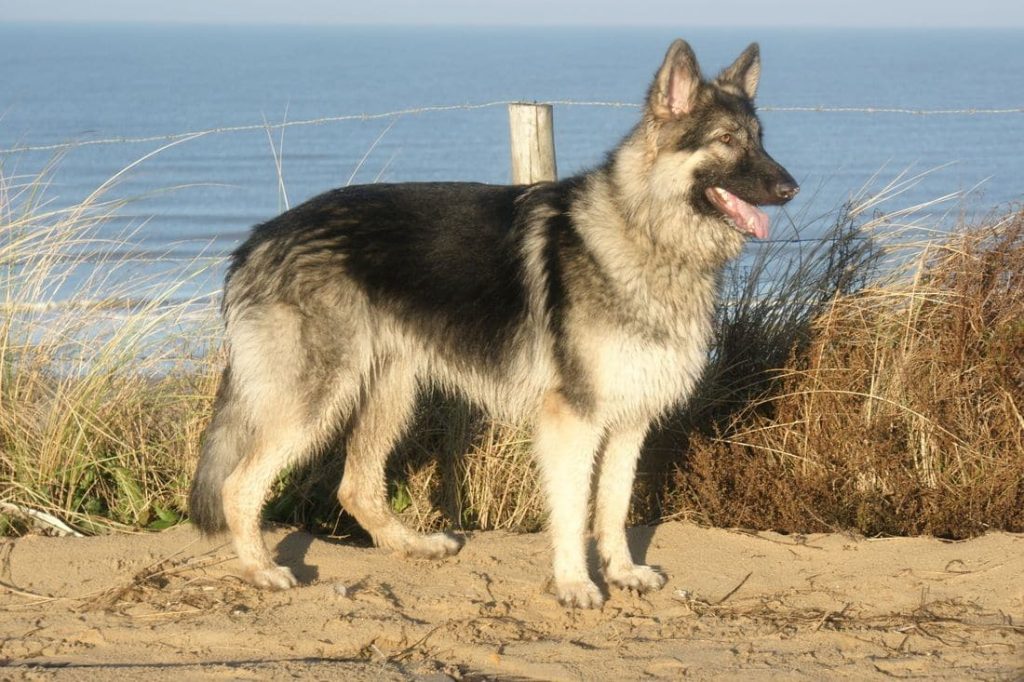A Shiloh Shepherd dog standing on a sandy bank in front of the sea.