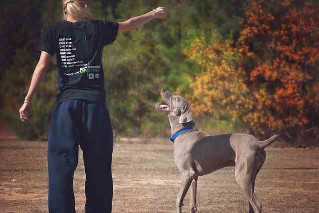 A Weimaraner with a blue collar being trained by a lady in black clothing