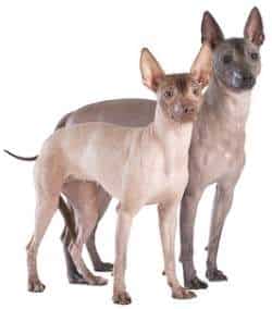 non sporting dog breeds non sporting dog breeds