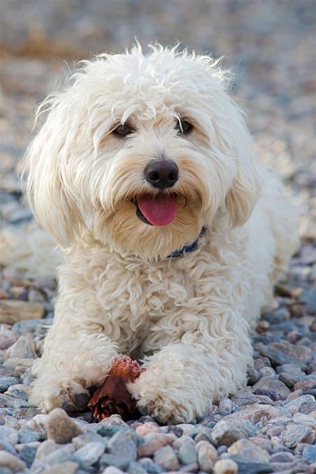 Hybrid dog breeds Hybrid dog breeds