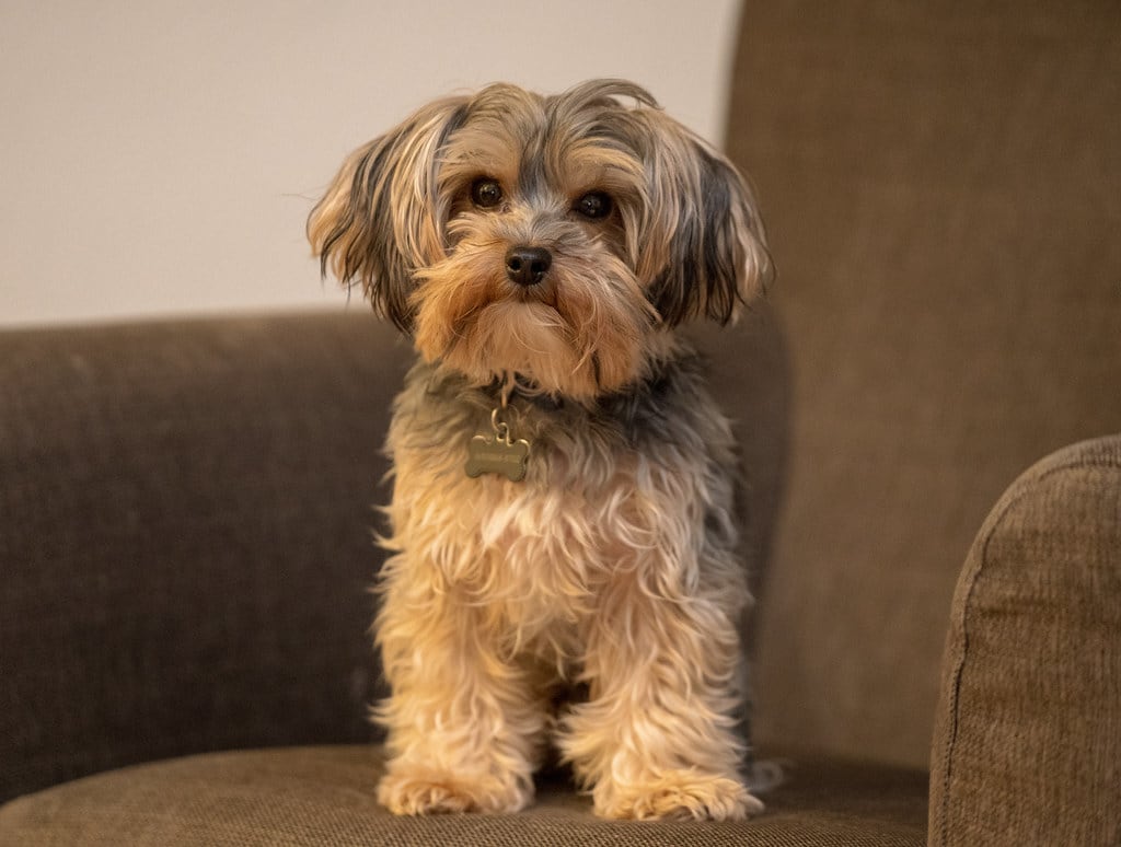 A small Yorkipoo dog sitting on a dark brown armchair